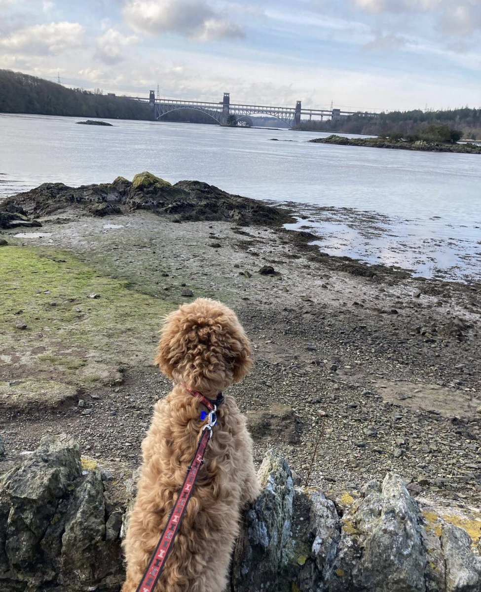 CroesoMon's tweet photo. 🐾 Heddiw yw Diwrnod Cenedlaethol Cerdded Y Cŵn ! 🐾
Ble mae hoff le eich ci yma ar Ynys Môn? 🤔
📸 Quay Canine
📌 Porthaethwy
⚠️ Am nawr ni chaniateir teithio i'r ardal hon nac oddi yno, ond byddwn yn parhau i rannu ysbrydoliaeth ar gyfer ymweliadau yn y dyfodol. #ArosAdref https://t.co/yoNfovCq5E