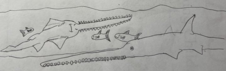 BearRangell's tweet photo. Some drawings from the #paleostream
Triobus, Propristis, Promyliobatis and Cervifurca

#sawfish #earlyfish #fish #stingray #snake #paleoart #art #FossilFishWeek https://t.co/NWVMxt9kGK