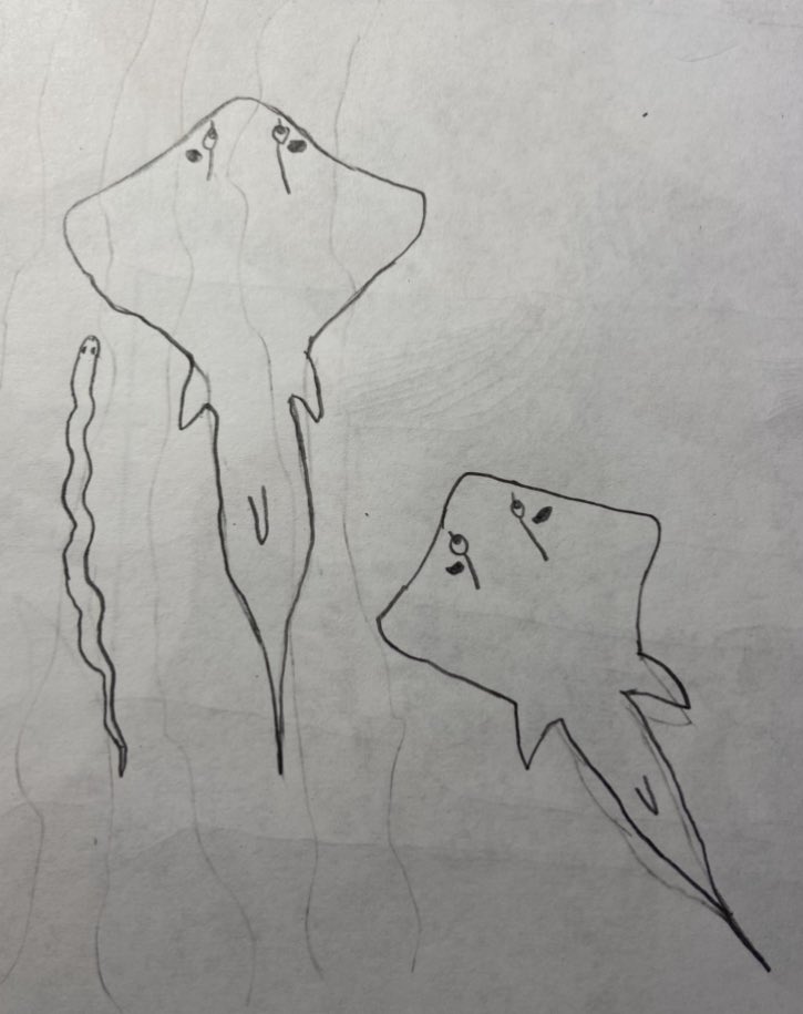 BearRangell's tweet photo. Some drawings from the #paleostream
Triobus, Propristis, Promyliobatis and Cervifurca

#sawfish #earlyfish #fish #stingray #snake #paleoart #art #FossilFishWeek https://t.co/NWVMxt9kGK