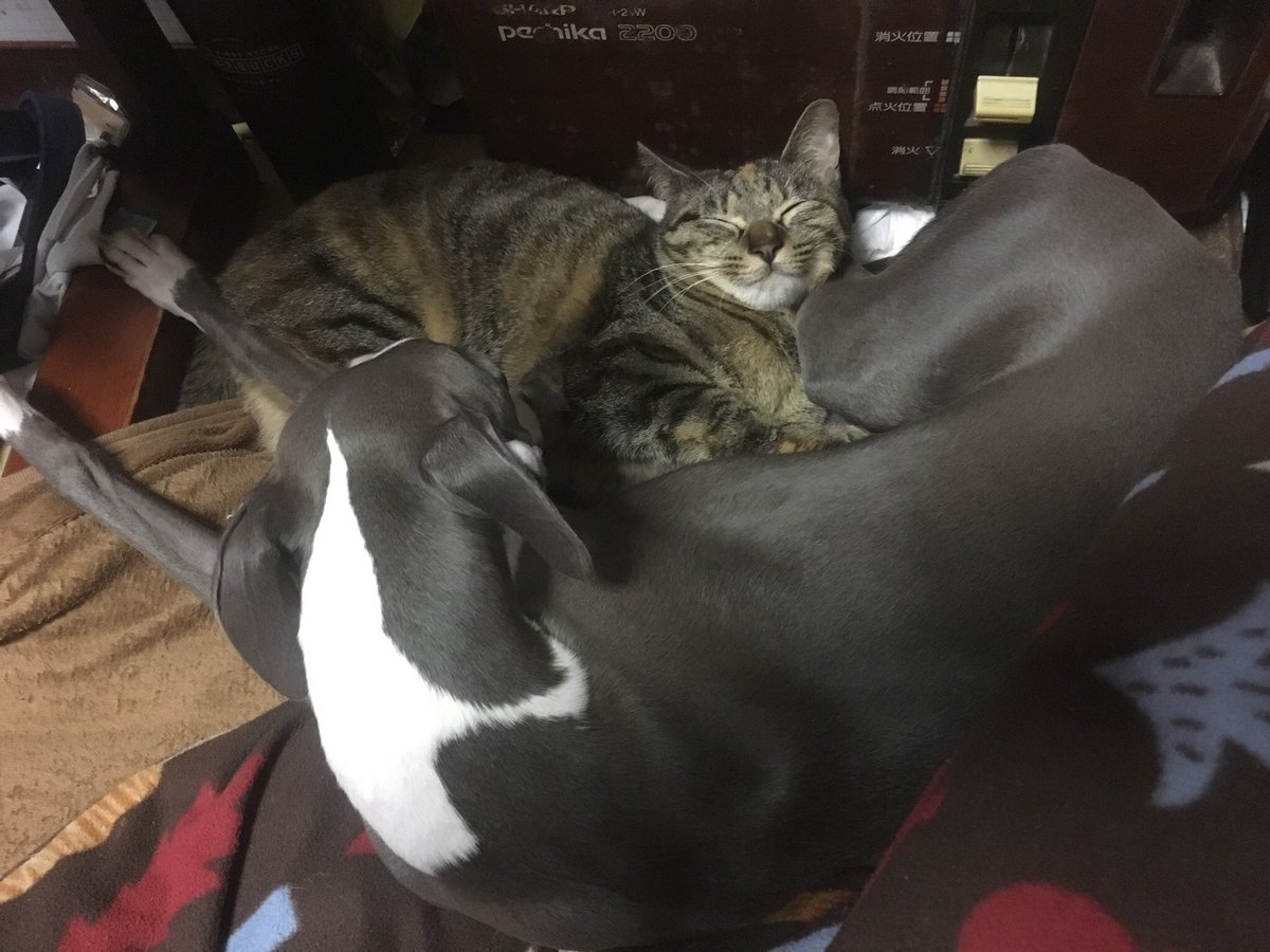 tsuyuiriboya's tweet photo. @RADIO_ORBIT @m6k29miki @DJ_ChrisGlenn ベスト?かはわからないけど、
犬と仲よく寝ているショット。
いつも、犬の毛(毛がない品種なんですが)を
毛繕いしてあげている優しい子です。
#radioorbit
#lifewithpet #猫の日 https://t.co/iPJ8FF8ZJr