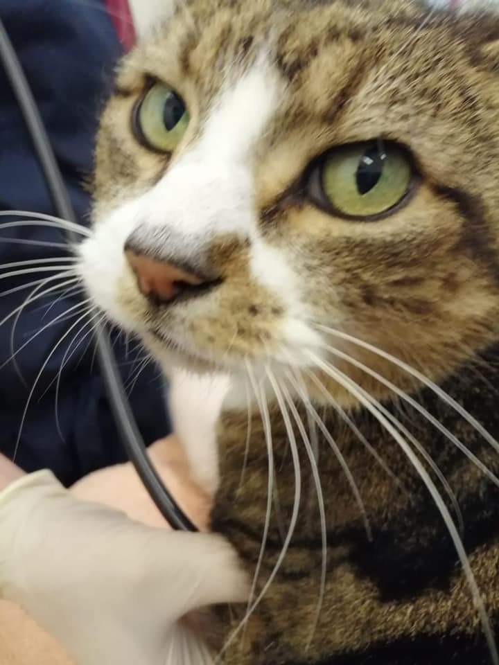 ShropsCatRescue's tweet photo. #MondayMorning ~ #catchup - last weeks visit to #QuarryVets included Villager Rubin (who seems sleepy) Sushi a Free Ranger and Rusty & Salem who will eventually be ready to rehome having their first #checkup Read about it #Facebook link & find see costs
https://t.co/nWlBCPUY6Q https://t.co/o1OpDj3ffd