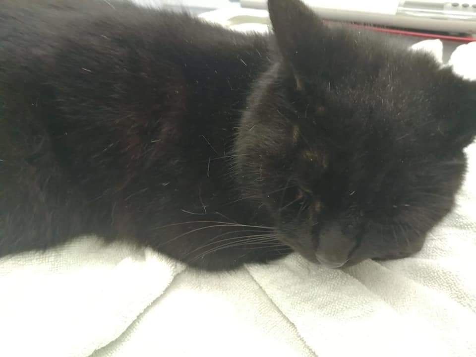 ShropsCatRescue's tweet photo. #MondayMorning ~ #catchup - last weeks visit to #QuarryVets included Villager Rubin (who seems sleepy) Sushi a Free Ranger and Rusty & Salem who will eventually be ready to rehome having their first #checkup Read about it #Facebook link & find see costs
https://t.co/nWlBCPUY6Q https://t.co/o1OpDj3ffd