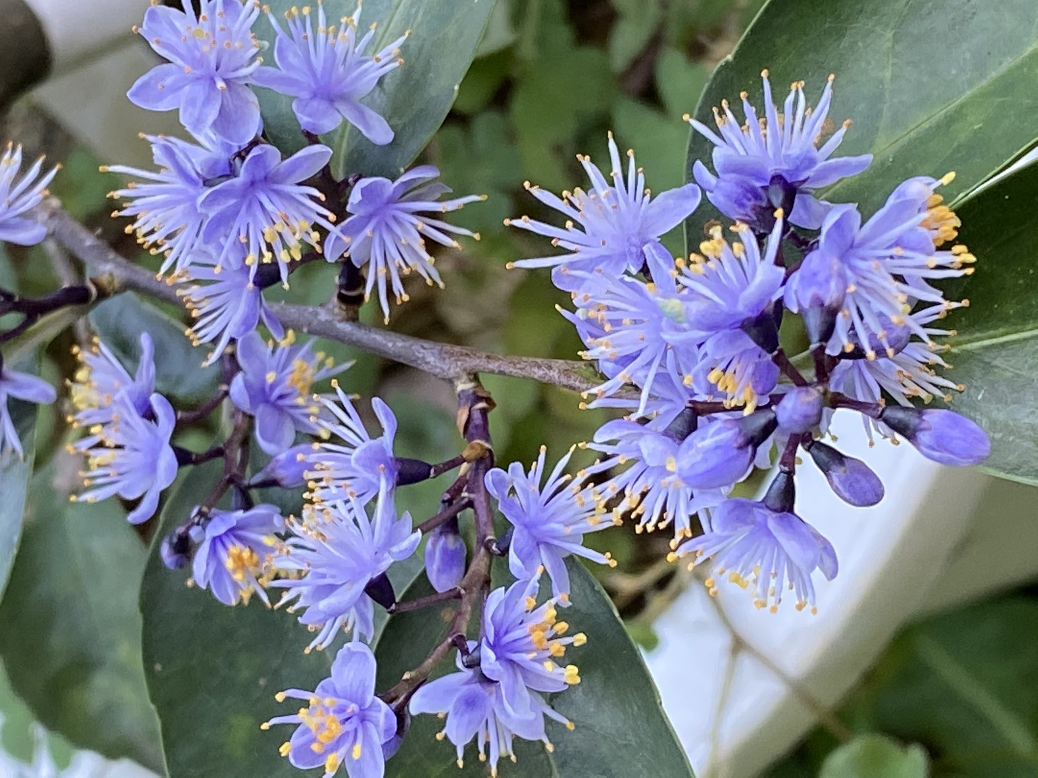 魔法使いサリー アオバナハイノキ 青花灰木 実家 3月ごろ山原の方では満開だそうです 灰の木の花言葉は特にないそうで 残念 誰かつけて下さい ﾆｬ T Co Wx5jrtjwov Twitter