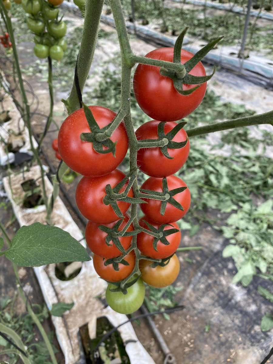 FHALMERIA's tweet photo. #TomaTech cuenta con variedades con resistencia intermedia (IR) al virus rugoso del #tomate (ToBRFV).
Conócelas en este enlace: https://t.co/RzbxaKPqOi https://t.co/L5OoMoHZie