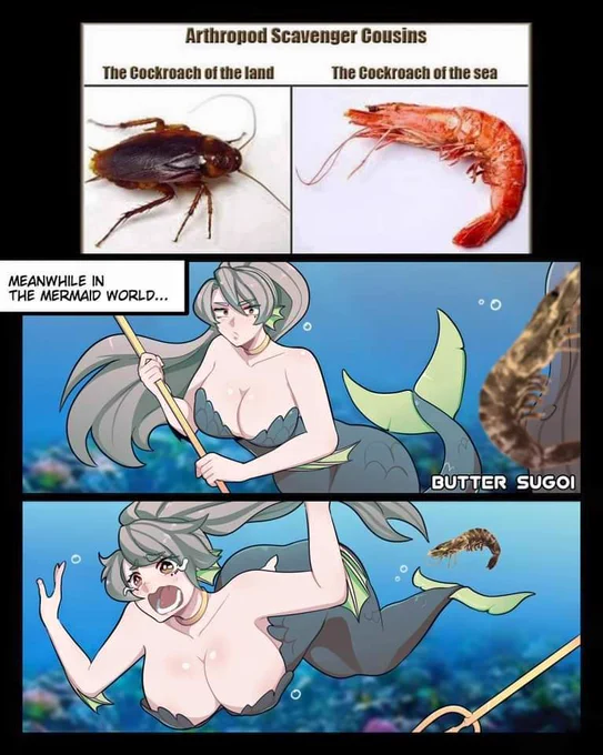 Well..Shrimp are taste ~ probably mermaid love cockroaches too 