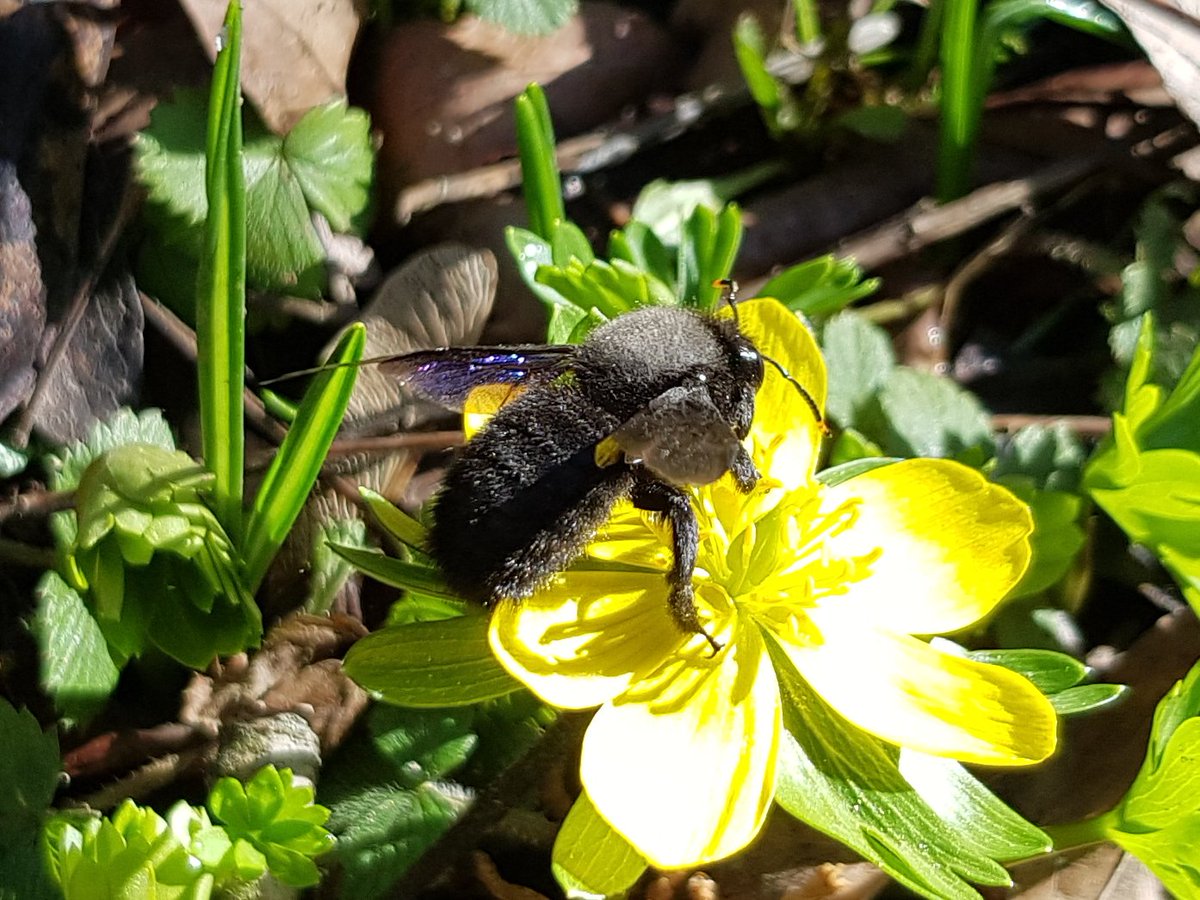 BSGGoettingen's tweet photo. Frühlingsbotin: Jetzt ist die Blauschwarze Holzbiene (Xylocopa violacea) auch in #Göttingen aktiv! 

Und sie steht so richtig auf die Frühblüher im Alten Botanischen Garten der @uniGoettingen! 😊 https://t.co/ndaQyjVYIN