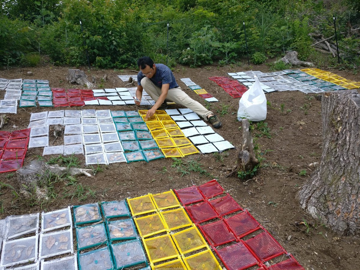 BESForests's tweet photo. #BESForestDay features:
new research article from Dr Qingwei Wang (@qingwei_wang) et al in @NewPhyt:
The contribution of photodegradation to litter decomposition in a temperate forest gap and understorey
@CanopySEE @MartaPieriste
Read the article here:
https://t.co/zEUitDm9rs https://t.co/o6ZpUwCaR6