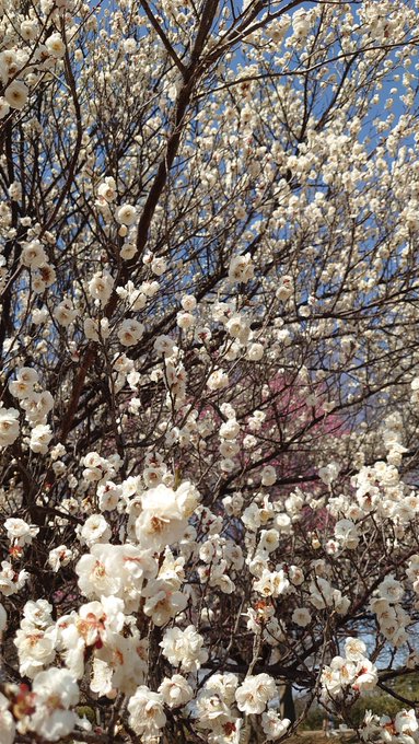 買い物ついでに寄ってきたんだけど梅が見頃だったので 