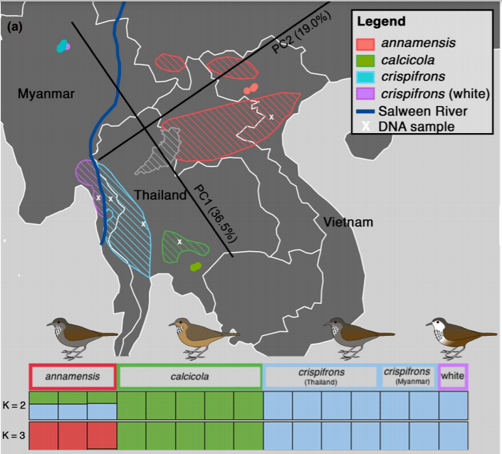 avianevo's tweet image. Limestone Wren Babblers, enigmatic karst dwellers, are now three species, not one! But the main differences are in song, not plumage. The white-faced population in Myanmar appears young and poorly differentiated. Check out Chyi Yin Gwee's chromosome scans: avianevonusdotcom.files.wordpress.com/2020/11/gwee-e…