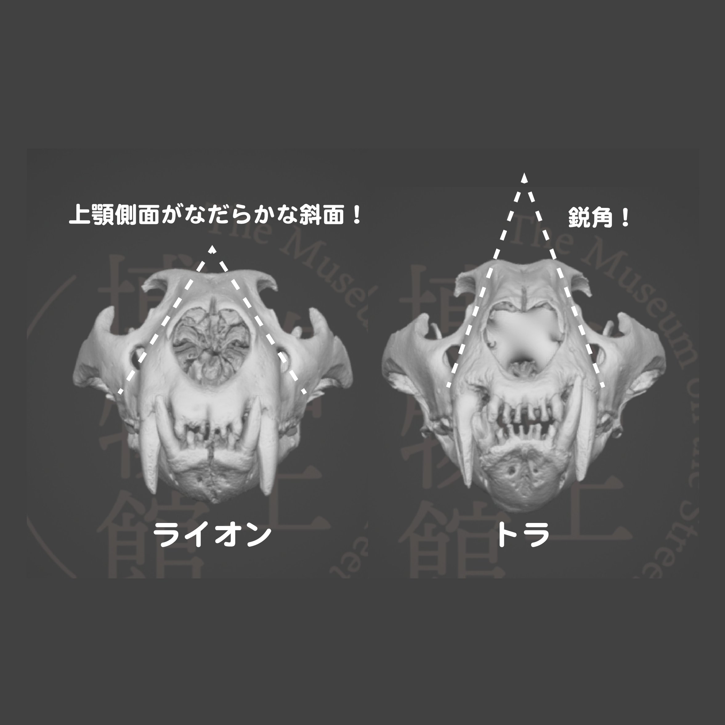 中島保寿 古生物学者 ご存知ライオンとトラは最大のネコ科動物で そのサイズはほぼ同じです しかし 系統樹を見るとトラと ライオンはめちゃくちゃ近いかというとそうでもなく ライオンはトラよりも 少し小型のヒョウやジャガーと近縁のようです