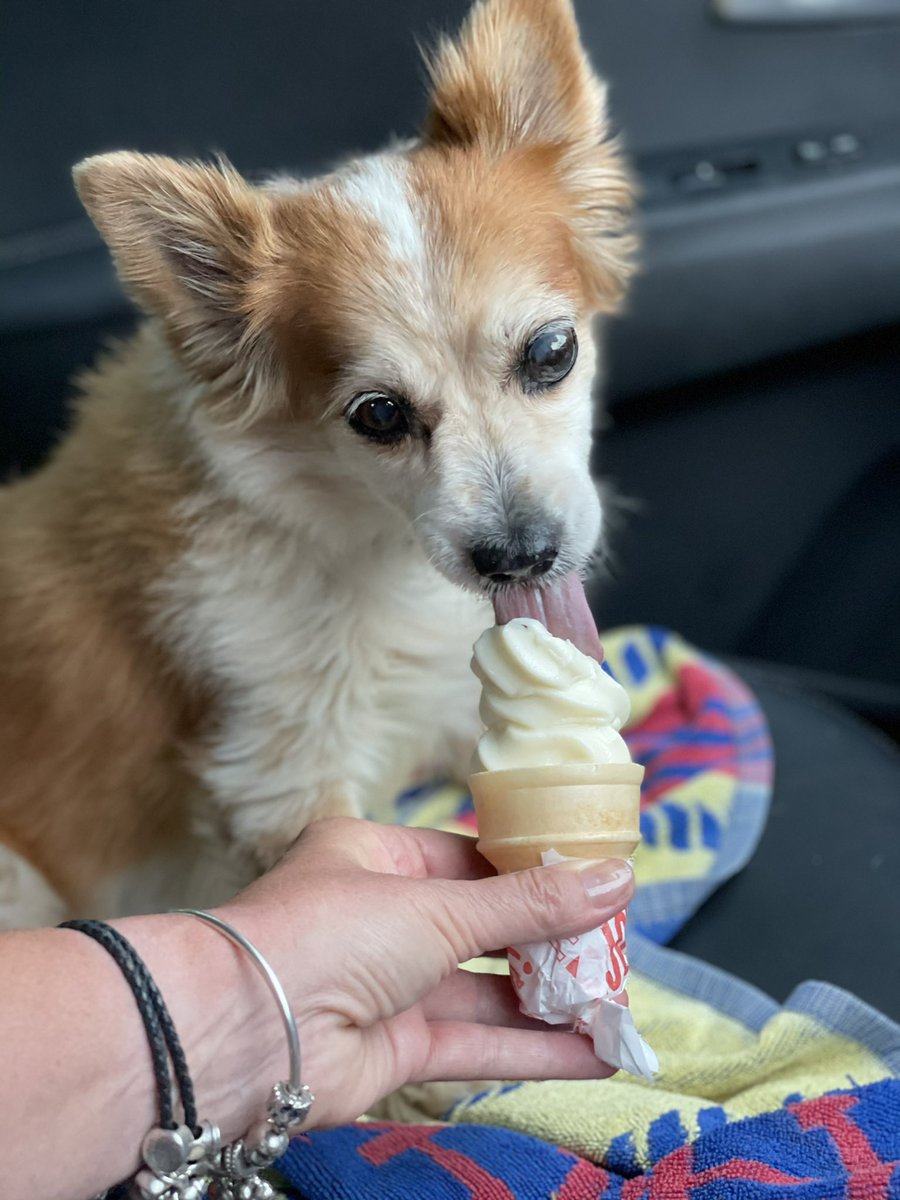 sandyhunter2's tweet photo. Treat time. π¦
When itβs just a little too cold. π₯Ά #headfreeze ππ₯°#dogsarethebest https://t.co/irTnkebySe