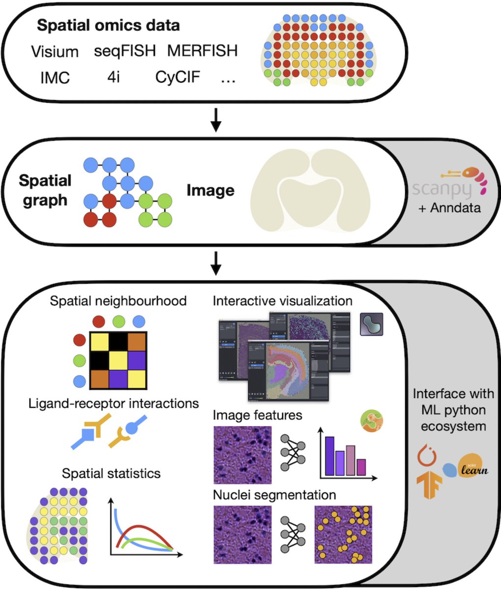 Fabian Theis (@fabian_theis) on Twitter photo Excited to share 'Squidpy', our toolbox for spatial single cell analysis. Led by <a href="/g_palla1/">Giovanni Palla</a> & <a href="/HannahSpitzer1/">Hannah Spitzer</a>, we extend #Scanpy's infrastructure and analyses to store, manipulate & interactively visualize spatial omics data. Read at
biorxiv.org/content/10.110…
squidpy.readthedocs.io Excited to share 'Squidpy', our toolbox for spatial single cell analysis. Led by <a href="/g_palla1/">Giovanni Palla</a> & <a href="/HannahSpitzer1/">Hannah Spitzer</a>, we extend #Scanpy's infrastructure and analyses to store, manipulate & interactively visualize spatial omics data. Read at
biorxiv.org/content/10.110…
squidpy.readthedocs.io