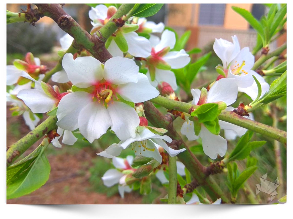 Papicangrejo's tweet photo. Por fin vuelven los #weekpic al blog, en esta ocasión es un almendro el que me va a alegrar el resto de la semana.
@papasblogueros  @madresfera 
#hijos #crianza #educación #naturaleza #almendro #almendrosenflor #urbanitarural
https://t.co/VyqBodfRFJ https://t.co/RulCRyEIzU