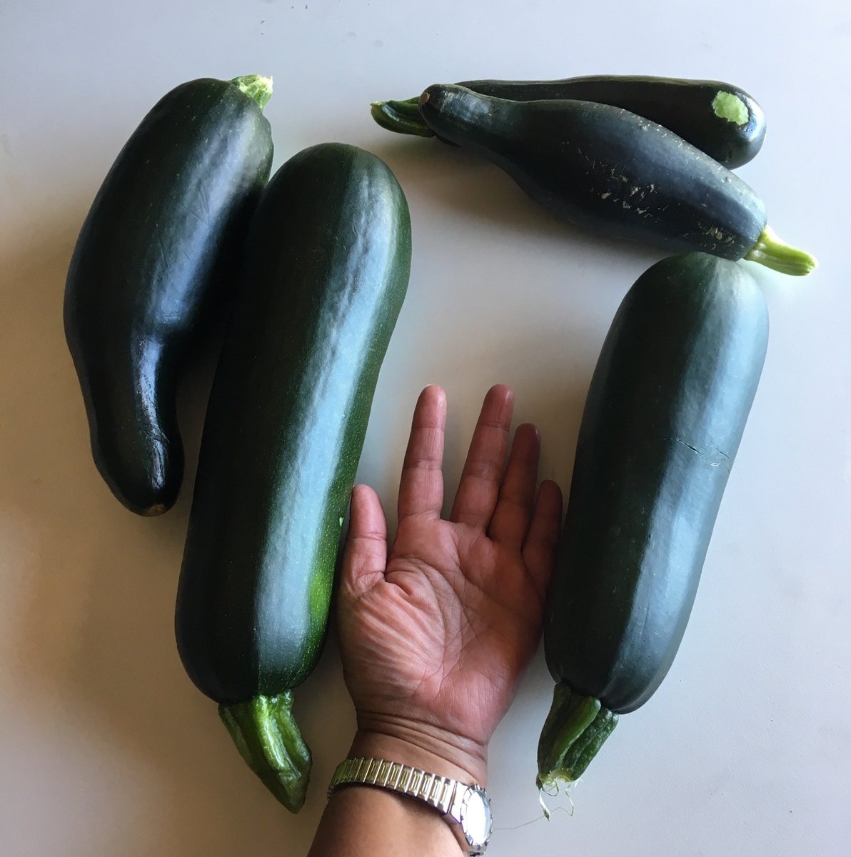 We must be doing something right in the garden! The Year Fours have just harvested a haul of huge zucchinis from our 'Grandparents Who Garden' session from late last year #LaudatoSi #StAnthonysWay #edchat #environment