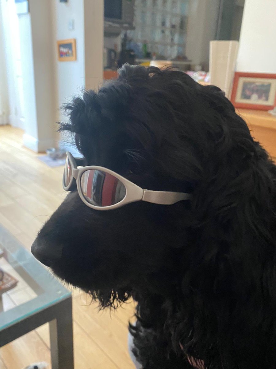 ByrneCocker's tweet photo. Pals Iโm going to the groomers today! They are shut unless your vet person says you need it. She said I need it cos my puppy flooff is out of control on my chest even tho HuSis has done a fab job brushing me. Iโm secretly looking forward to it ๐๐๐ป #spasession https://t.co/qilYEOaUqd