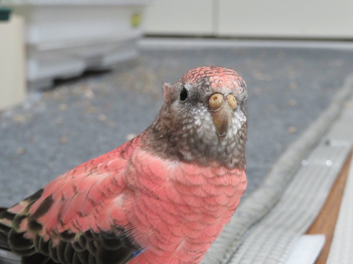 アキクサインコローズ