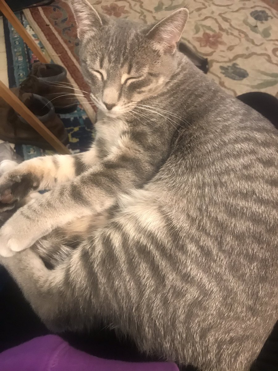 LeafLee6's tweet photo. Do you think Xena is happy being a #lapcat? #CatSmiles #caturday #furbaby #leftistCats #greenpets #tabbycat https://t.co/TZJTbN4kdb