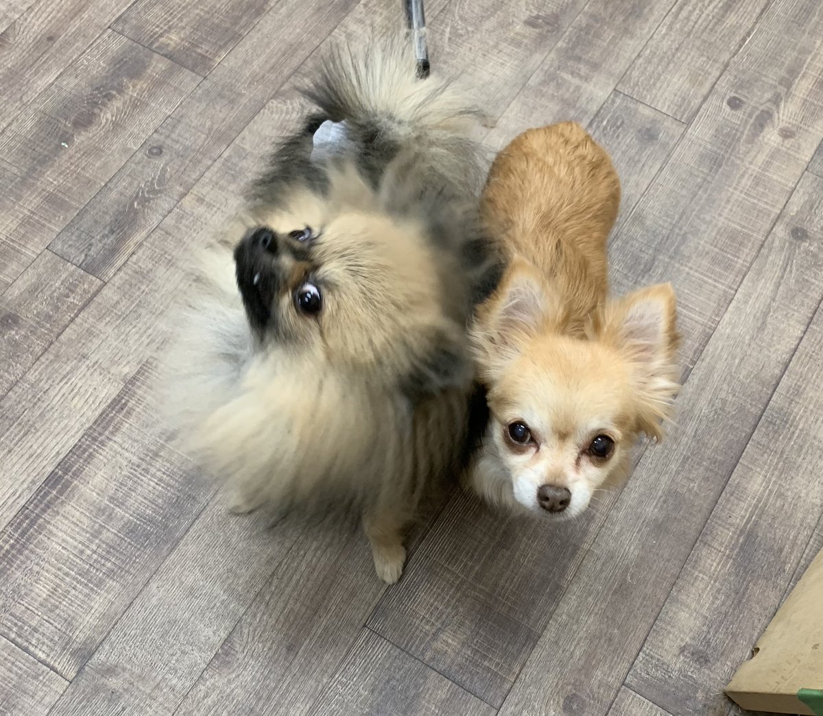 犬猫雑貨専門店 犬猫時間 Inunecojikan Twitter 犬猫雑貨専門店 犬猫時間 Inunecojikan Twitter
