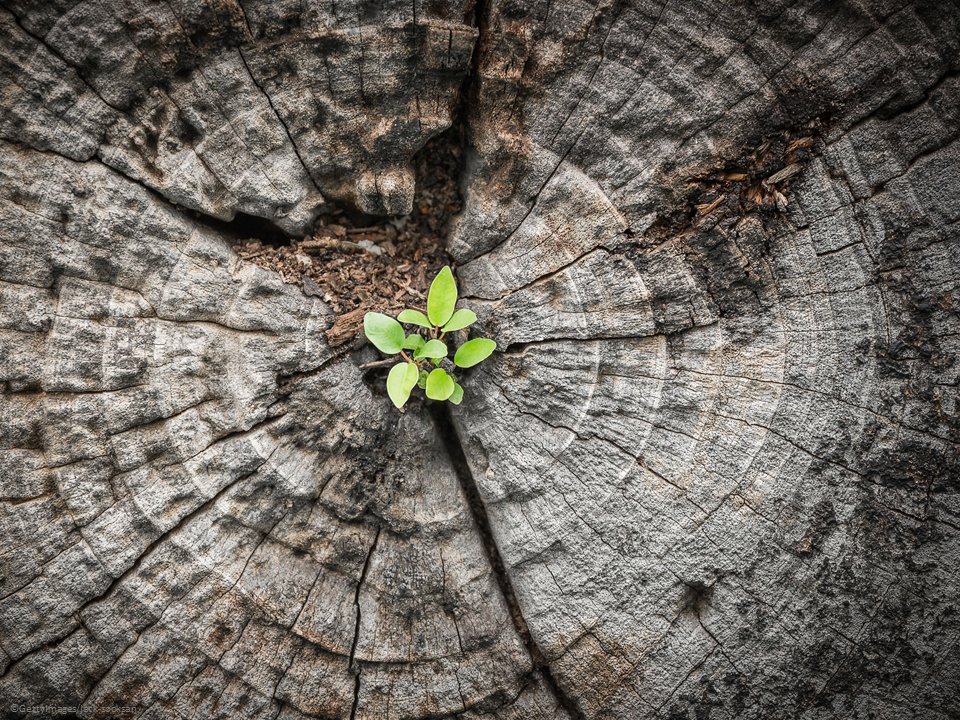 Today, together with <a href="/UNEP/">UN Environment Programme</a> &amp; <a href="/UNIDO/">UNIDO</a>, we launch the Global Alliance on #CircularEconomy &amp; #ResourceEfficiency (#GACERE), initiative of the 🇪🇺

Watch live ♻️ at 12.00 CET
unido.org/news/launch-gl…

#MoveTheDate #BuildBackBetter #UNEA5 #ForNature #SDGs #EUGreenDeal