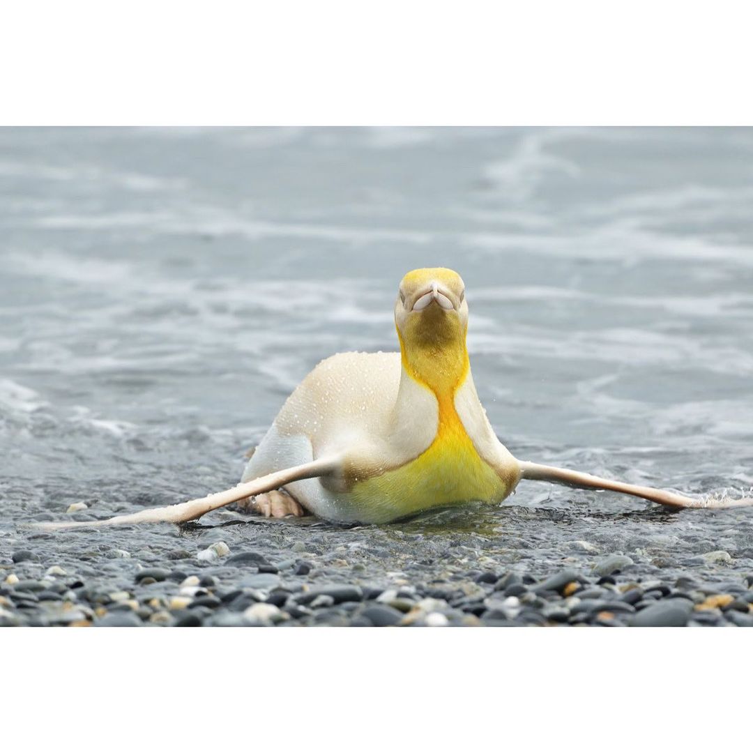 ヤギの人 マスク ベルギーの野生生物写真家が撮影した黄色い羽のペンギン Belgian Wildlife Photographer Shoots Photos T Co 59hynds2d1 サウスジョージア サウスサンドウィッチ諸島で撮影された 非常に珍しい白変種のキングペンギンだ