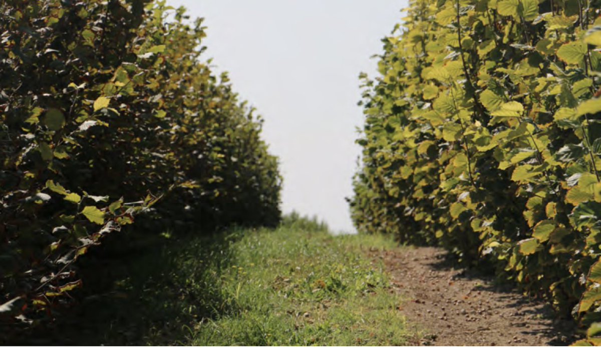 Agromillora_'s tweet photo. 📌 Aspectos a considerar en el riego 💧 del #Avellano
''El avellano es un árbol muy sensible a la falta de agua, presentando una baja capacidad de regulación estomática.''
📲Aprende más sobre el Avellano en nuestro #BlogOlint🌐:
https://t.co/RCcjViSFXK https://t.co/qqfWLo2fal