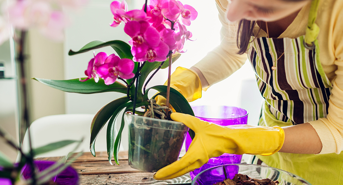 Instagrammable plants that bring luck, love and prosperity to your life! bit.ly/3pIbN62