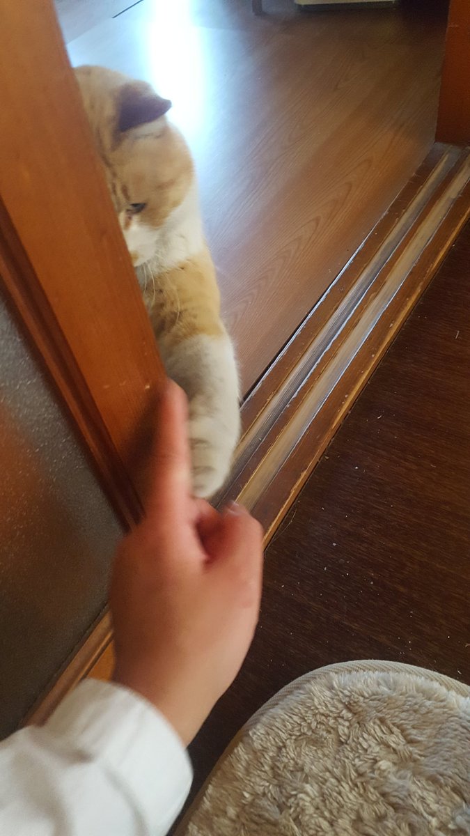 はるかฅ(ﾐ・ﻌ・ﾐ)ฅ tweet media