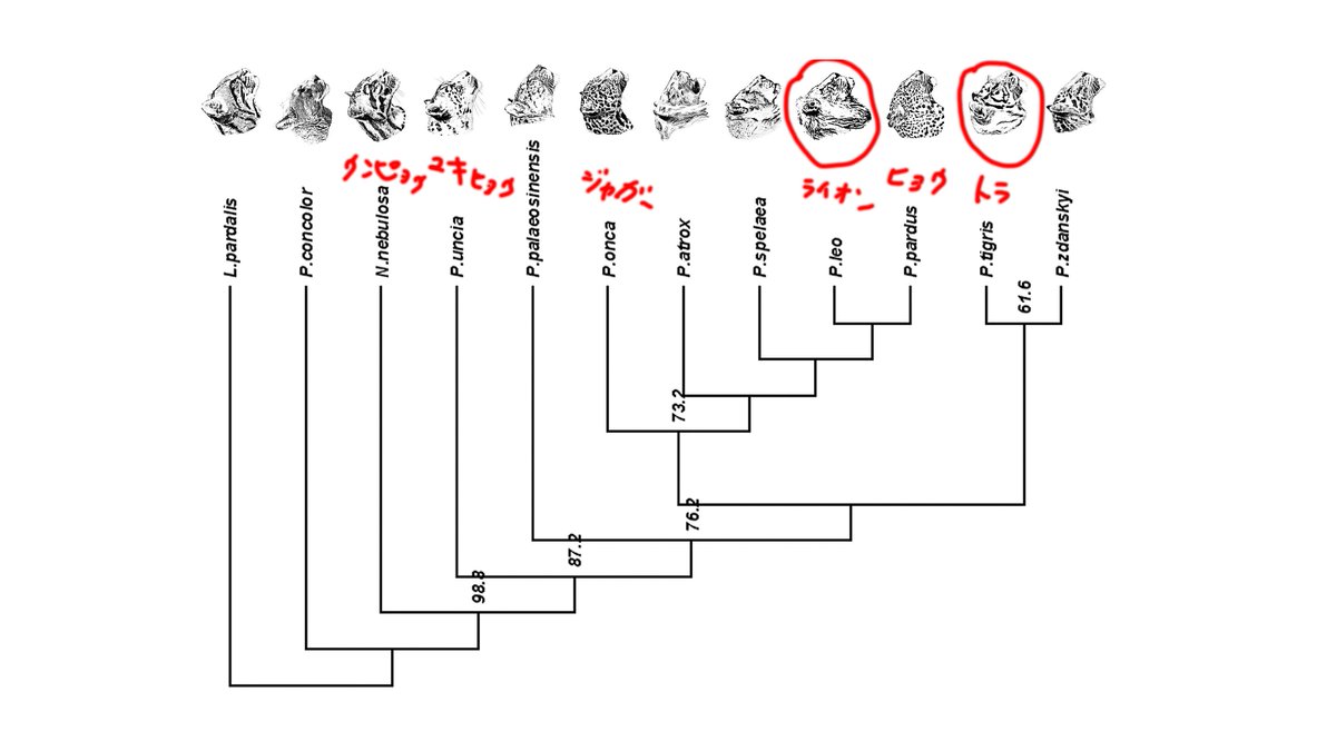 中島保寿 都市大古生物 Fullyvaccinatedon08 03 V Twitter ご存知ライオンとトラ は最大のネコ科動物で そのサイズはほぼ同じです しかし 系統樹を見るとトラとライオンはめちゃくちゃ近いかというとそうでもなく ライオンはトラよりも 少し小型のヒョウや