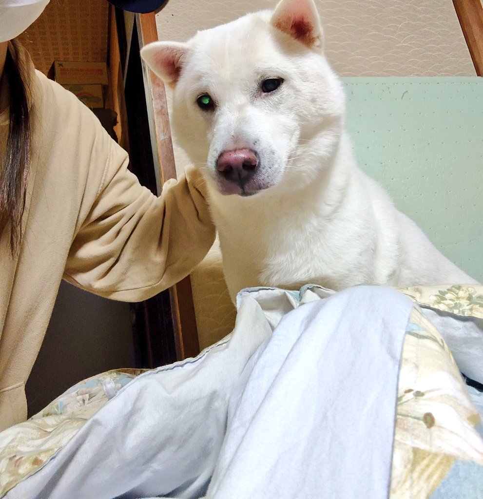 Silver アニマル 大阪 里親募集中 紀州犬 里親募集中 保護犬 さち 和犬の里親募集は難しいですなぁ T Co 4ecr2xtfg0 Twitter