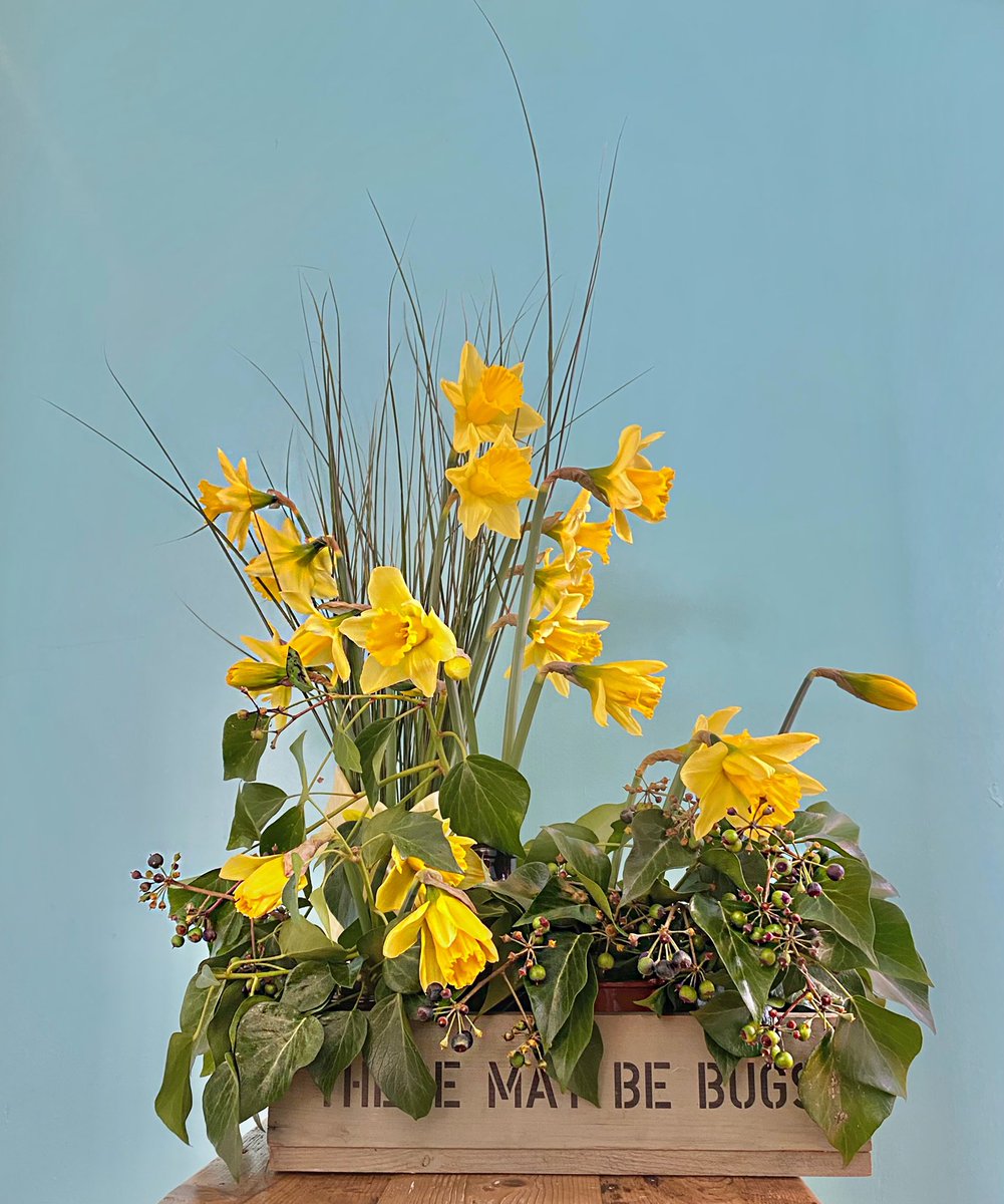 Happy to be able to deliver arrangements of entirely #britishflowers again

 #homegrownflowers #suburbangarden #excessivelydivertedbyflowers 
#Hampton #Teddington #daffodils #ivy #grass