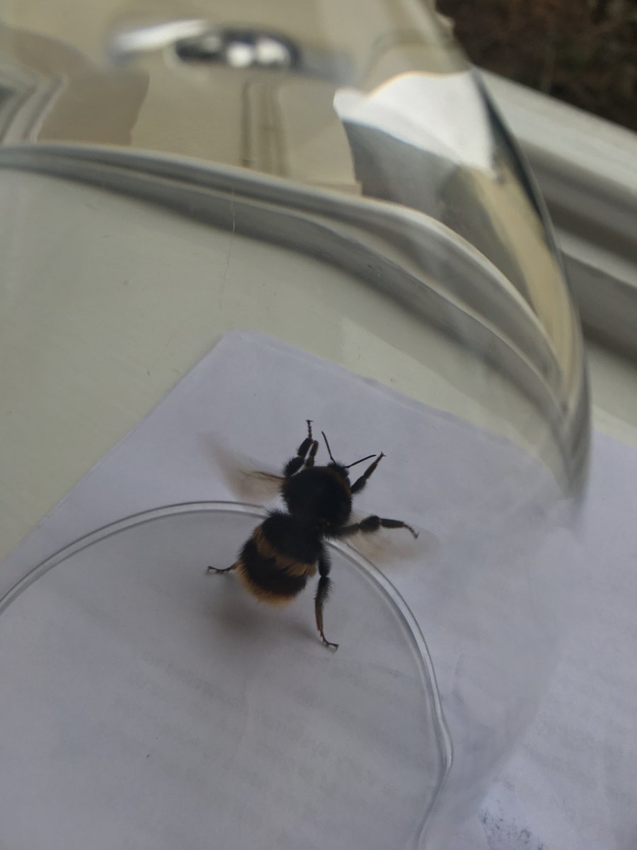 AlexOrr1's tweet photo. First bee of the year! And what a bee https://t.co/jYCfUtoctl