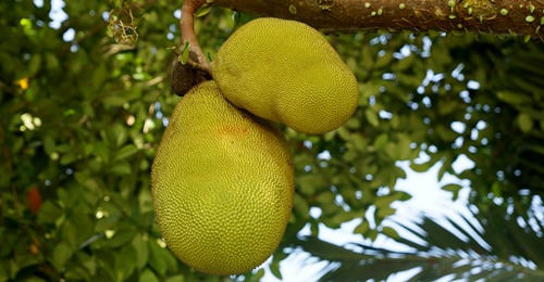 Chiara_spark's tweet photo. Here we have an unusual tropical fruit with great #nutritional properties and fantastic non-#food uses: the #𝗷𝗮𝗰𝗸𝗳𝗿𝘂𝗶𝘁! Had you ever heard of it before? 
A special thanks to @cate for writing this very interesting article for #ScienceRely.  
Link👉https://t.co/QZGEyeYJKG https://t.co/xiGR0TT3gi