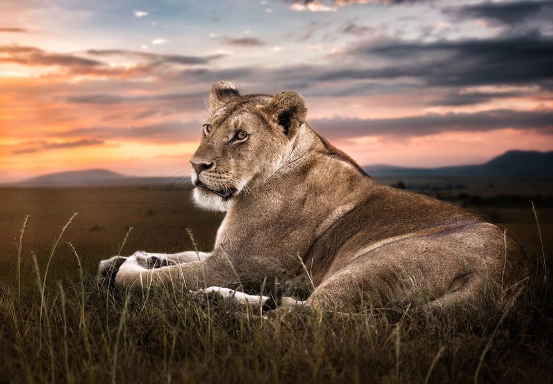 Kenya Pics tweet media