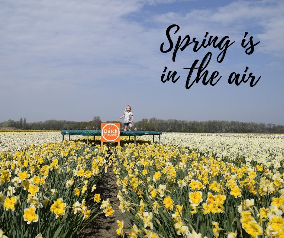 Enjoy your monday! Spring is coming ❤️ #daffodils #daffodilfun #spring #voorjaar #bloembollen #lente