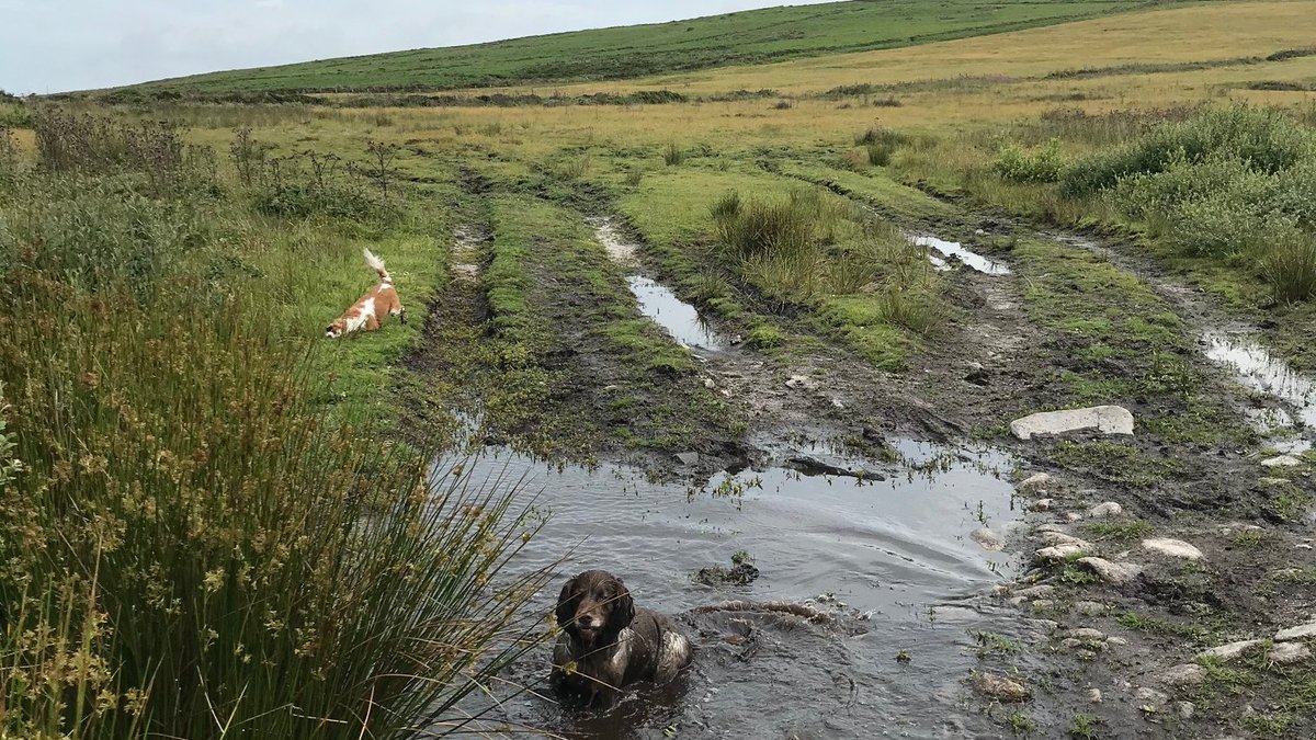 It's #NationalWalkYourDogDay, and #Penwith has many great walks for #dogs. If you are walking your dog do clean up after them and keep them under control, especially near livestock and wildlife. We'd love to see your dogs in Penwith photos! #Cornwall #NationalLotteryHeritageFund