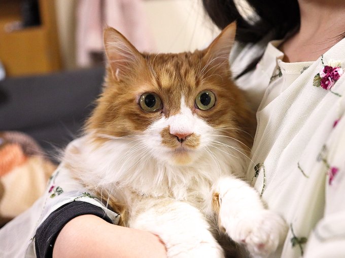 クロミのtwitterイラスト検索結果 古い順 クロミのtwitterイラスト検索結果 古い順