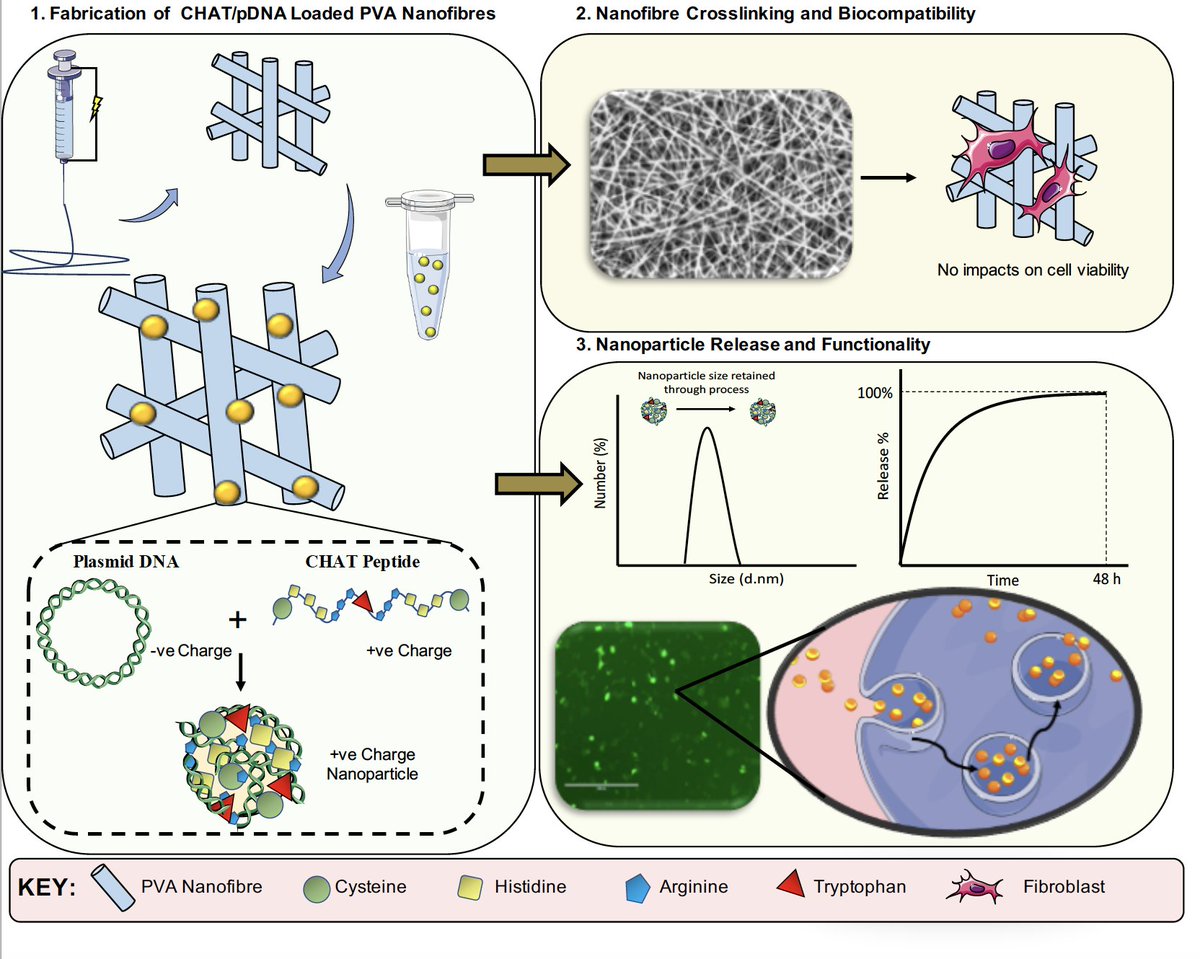 EJ_Mulholland's tweet photo. Interested in a novel platform for localised gene therapy? Read our latest publication from my #PhD
@pharmacyatQUB @QUBelfast, published in the IJP: https://t.co/yCxZ9mHtw8
#GeneTherapy #AcademicTwitter
@spraybase @Prof_H_McCarthy @njdunne_lab @DrEmmaMcErlean https://t.co/3kYkUniW5m