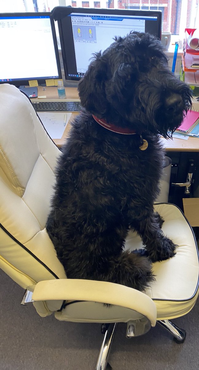 Office Dog - Lesson one. Don’t leave your seat unattended #Genius #Geniusdog #giantschnauzer