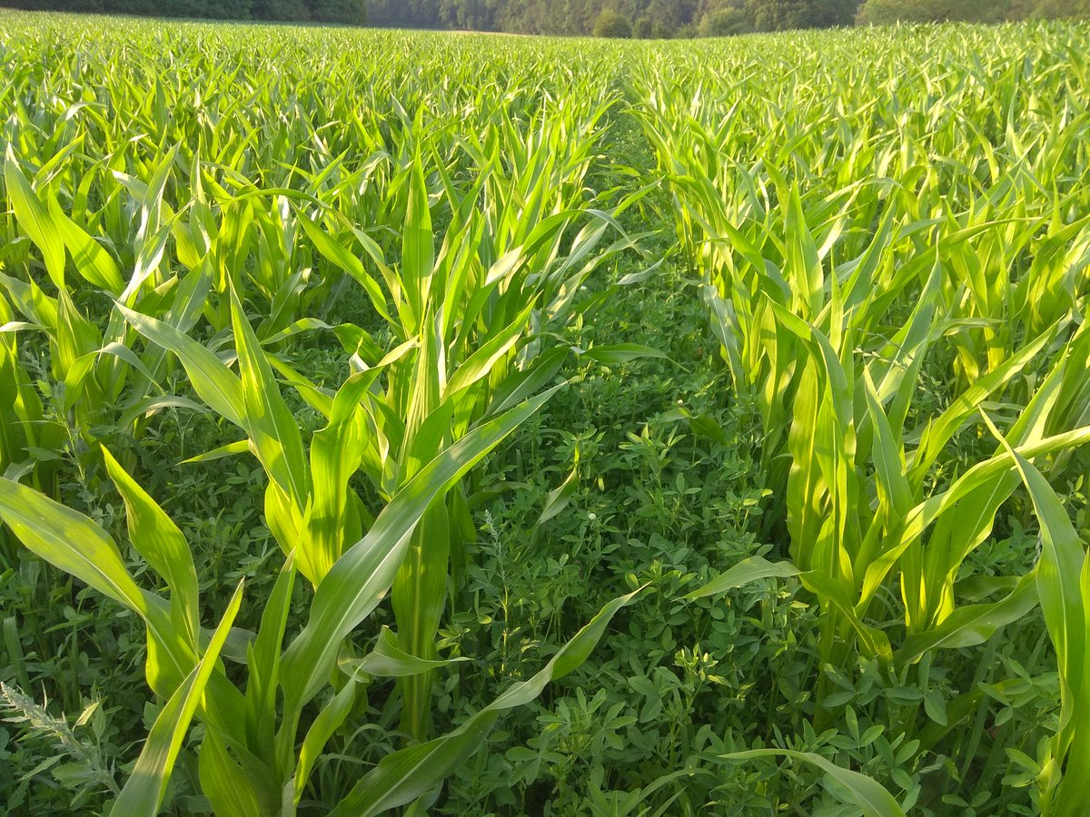 📢Intercropping Workshop📢

📅5 March 2021
⏰12-13:30

Sharing outcomes of <a href="/PlantTeams/">DIVERSify</a> project, discussing the agronomic considerations of #intercrops within rotations and taking a look at a new Decision Aid tool for #farmers #advisors <a href="/EmilyTrivett1/">Emily Trivett</a> 

👉zoom.us/meeting/regist…