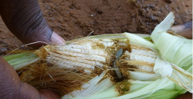 biovision_org's tweet photo. 👏🏾@icipe - partner of @FutureForAll - makes a breakthrough in fall armyworm control by mass releasing indigenous natural enemies!

👉🏾Learn more: https://t.co/Xe1YtQRgYZ

#AgroecologyWorks #IPM #agroecology #Kenya https://t.co/Wr5iWxkJkG