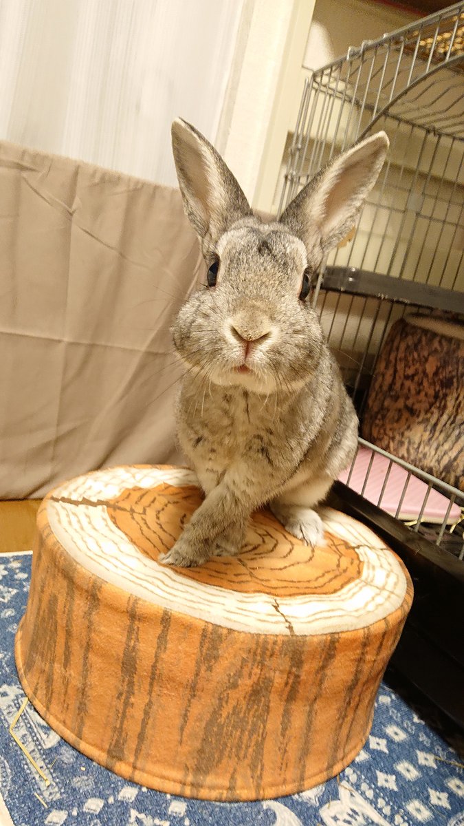 Yuji Shibasaki Photo 猫の日に今年10歳になった おもち を見て頂きありがとうございました シニアうさぎさんですが ソファに飛び乗ってくる健脚です 換毛期で毛がボサボサ