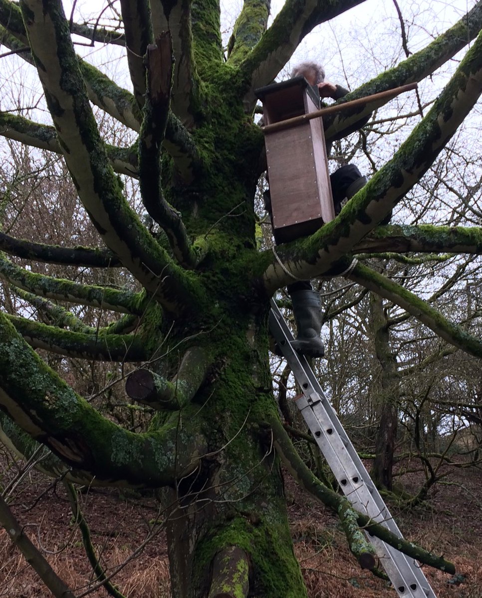Hurray. Mike successfully placing tawny owl box in place for Cudwell meadow. Let's hope it meets with approval....