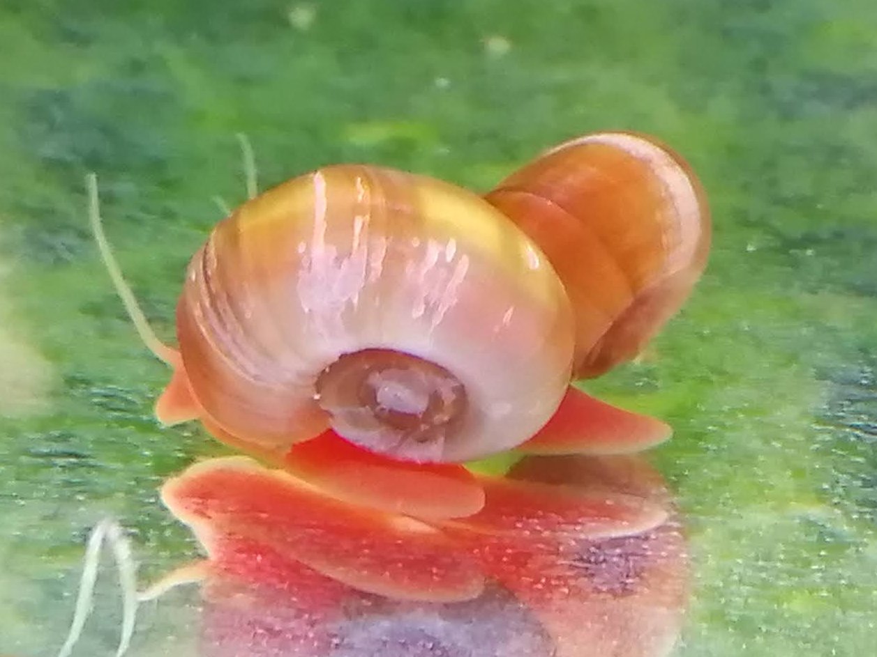 もっこㄘん Al Twitter レッドラムズホーン インドヒラマキガイの赤変種 巻貝の金魚みたいなもんです 卵生で淡水でも容易に繁殖するが 水槽のph 酸アルカリ度 の影響を受け 酸性環境だと殻が侵食されて大型化しない サンゴ砂を入れるとやや大型化 繁殖速度が