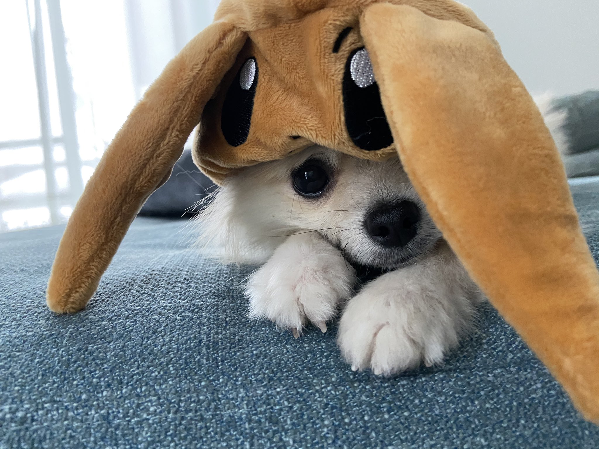 猫の日だけど Twitter Search Twitter