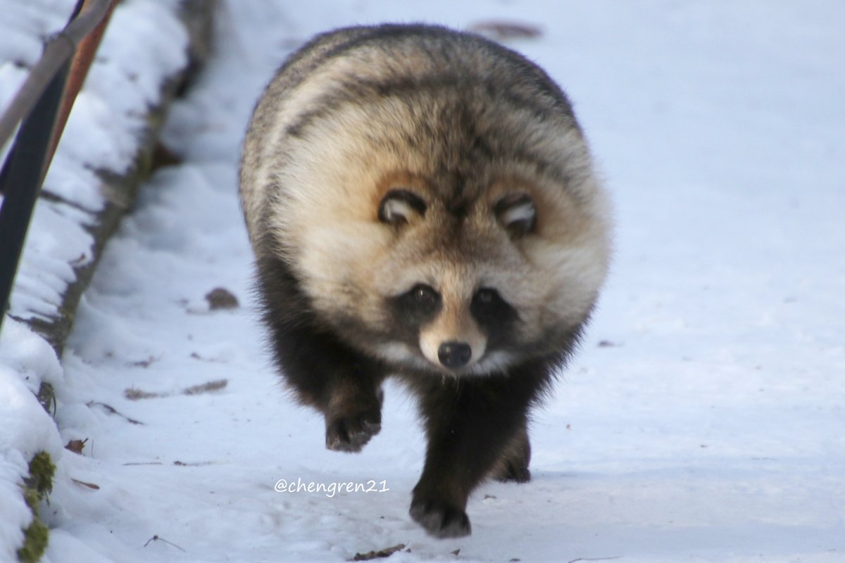 タヌキの存在は日本では当たり前だが 生息してない国ではドラゴンみたいな架空の生き物と思われてるらしい Togetter