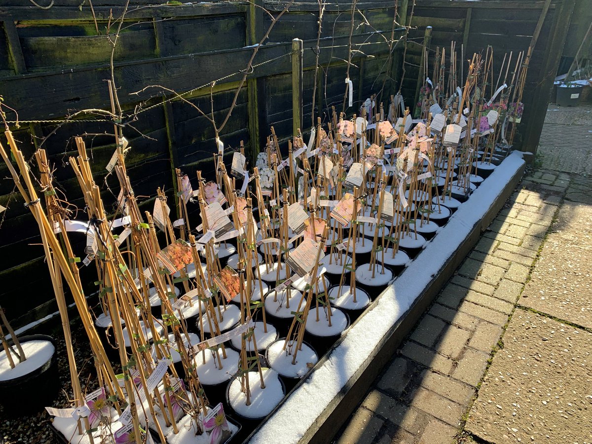 Clematis (selection of) on parade on a cold & snowy morning