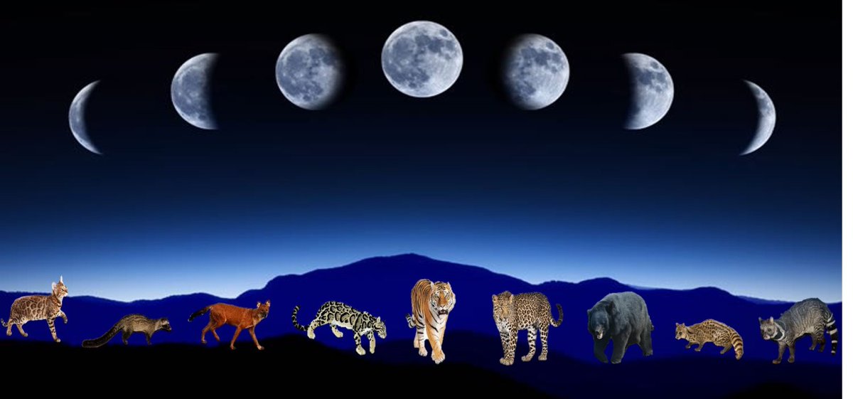 urjit_bhatt's tweet photo. Our new publication in #biotropica! We investigated the #activitypatterns of #tropicalmammals in terms of effects of #lunarcycles as manifestations of interactions amongst #dominant species over #subdominant counterparts. 
https://t.co/X4OyH0TBx2 https://t.co/jEKYgnZ1So