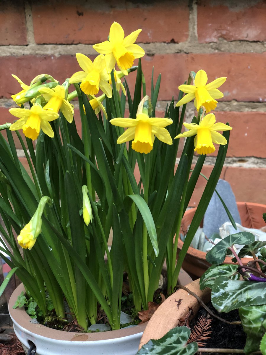 RevdNirvana's tweet photo. C was a regular at the #TreeOfLifeCafe . Her nurse told me she rarely went out. Yet her quiet intelligence, warmth &amp; humour made her a great connector &amp; many there benefitted from her friendship. Her family gave me these after she died, &amp; each year I give thanks for her life. https://t.co/IcQ7hXdsIg