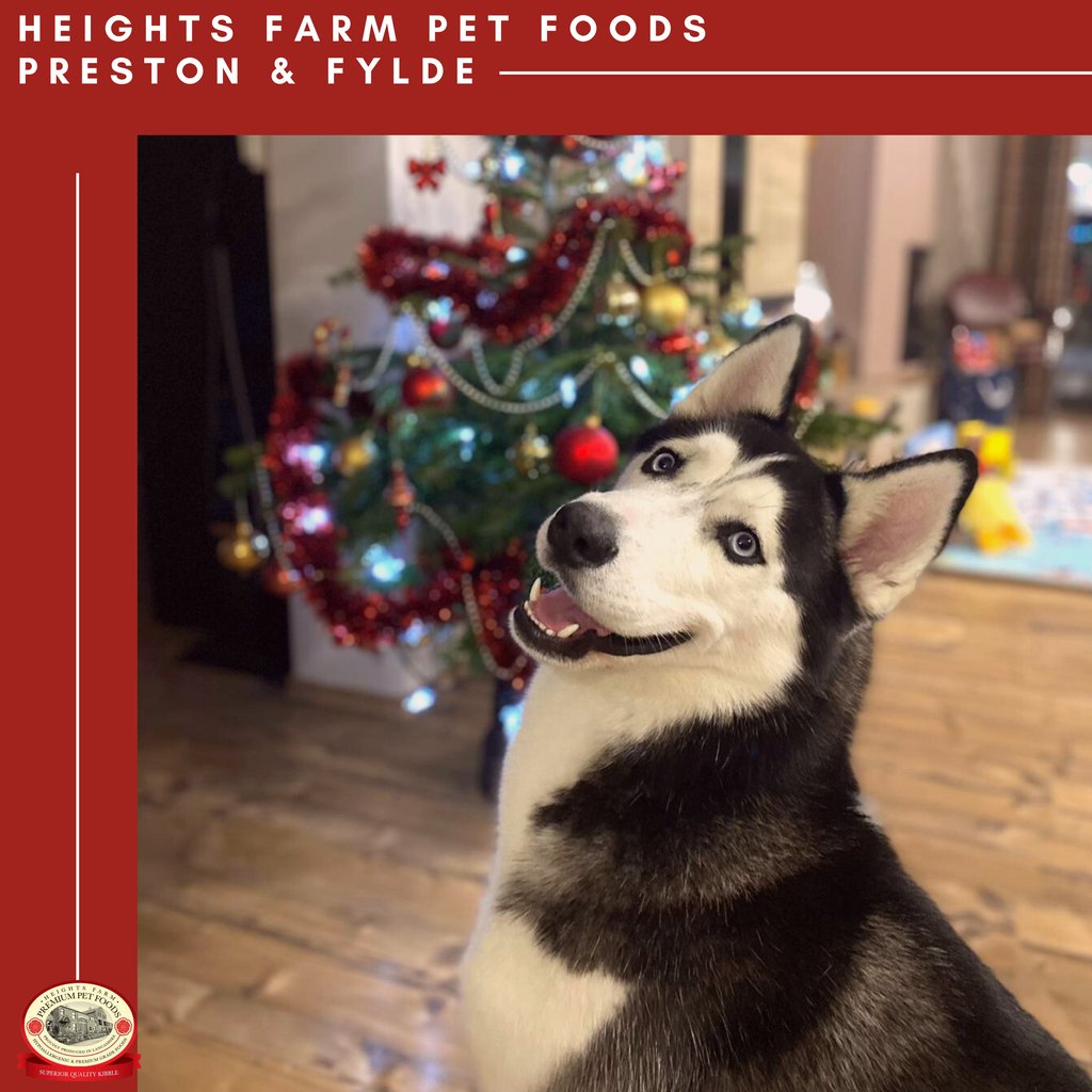 Meet Sasha, a handsome boy, and customer of Heights Farm Preston &amp; Fylde. 

13 month old, Siberian Husky first met Alison &amp; Steve at a local farmers market. 

heightsfarmpetfoods.co.uk