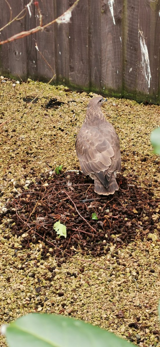 Delilah, our Common Buzzard, thought she'd help out with her aviary clean today.

#milletsfalconry #buzzard